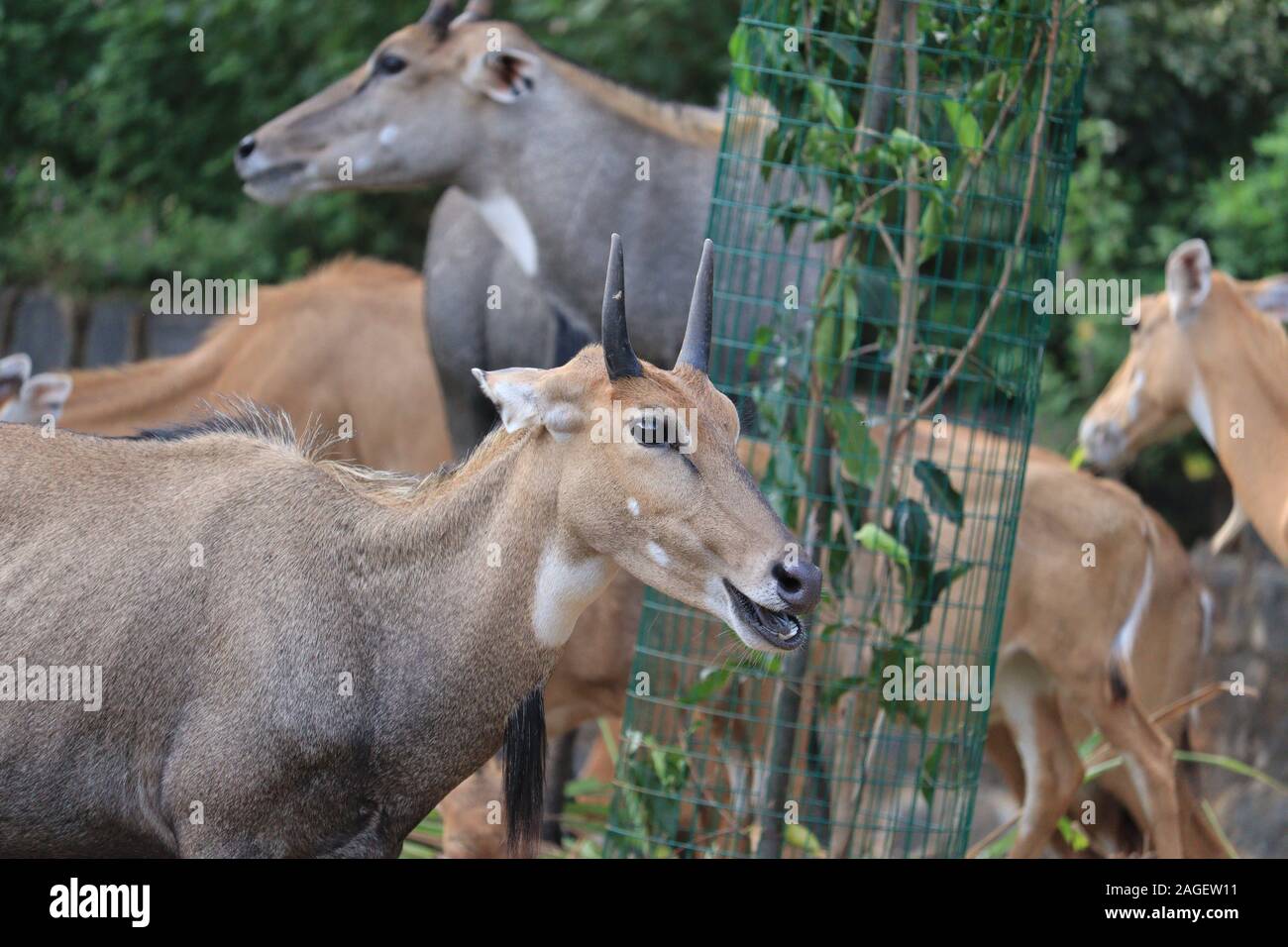 Le mâle tête Nilgai libre de droit. C'est la plus grande antilope d'Asie et est endémique au sous-continent indien.Nilgai ou blue Bull, la réserve de tigres, Bor Banque D'Images