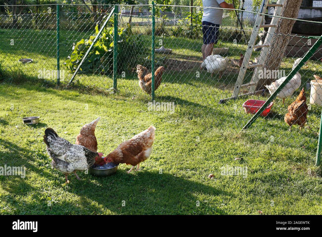 Trois poulets dans une ferme de l'alimentation Banque D'Images