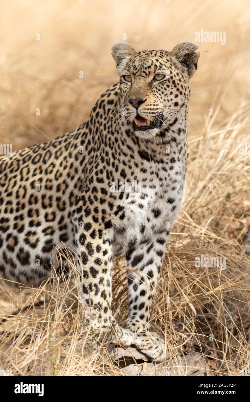 Femme africaine Leopard à Alert. Le Parc National Kruger, Afrique du Sud Banque D'Images