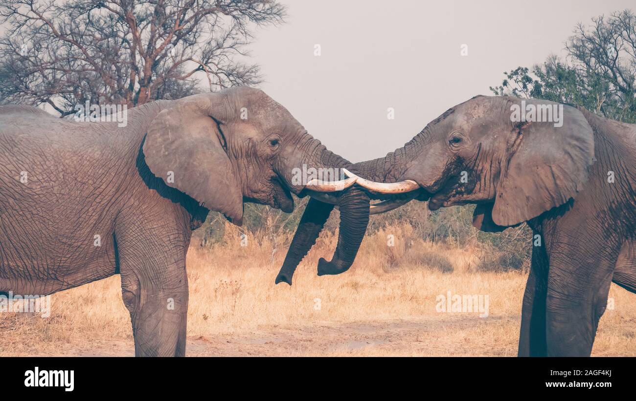 Deux grands hommes éléphants africains (Loxodonta africana) combat les uns avec les autres du nord du Botswana. Banque D'Images