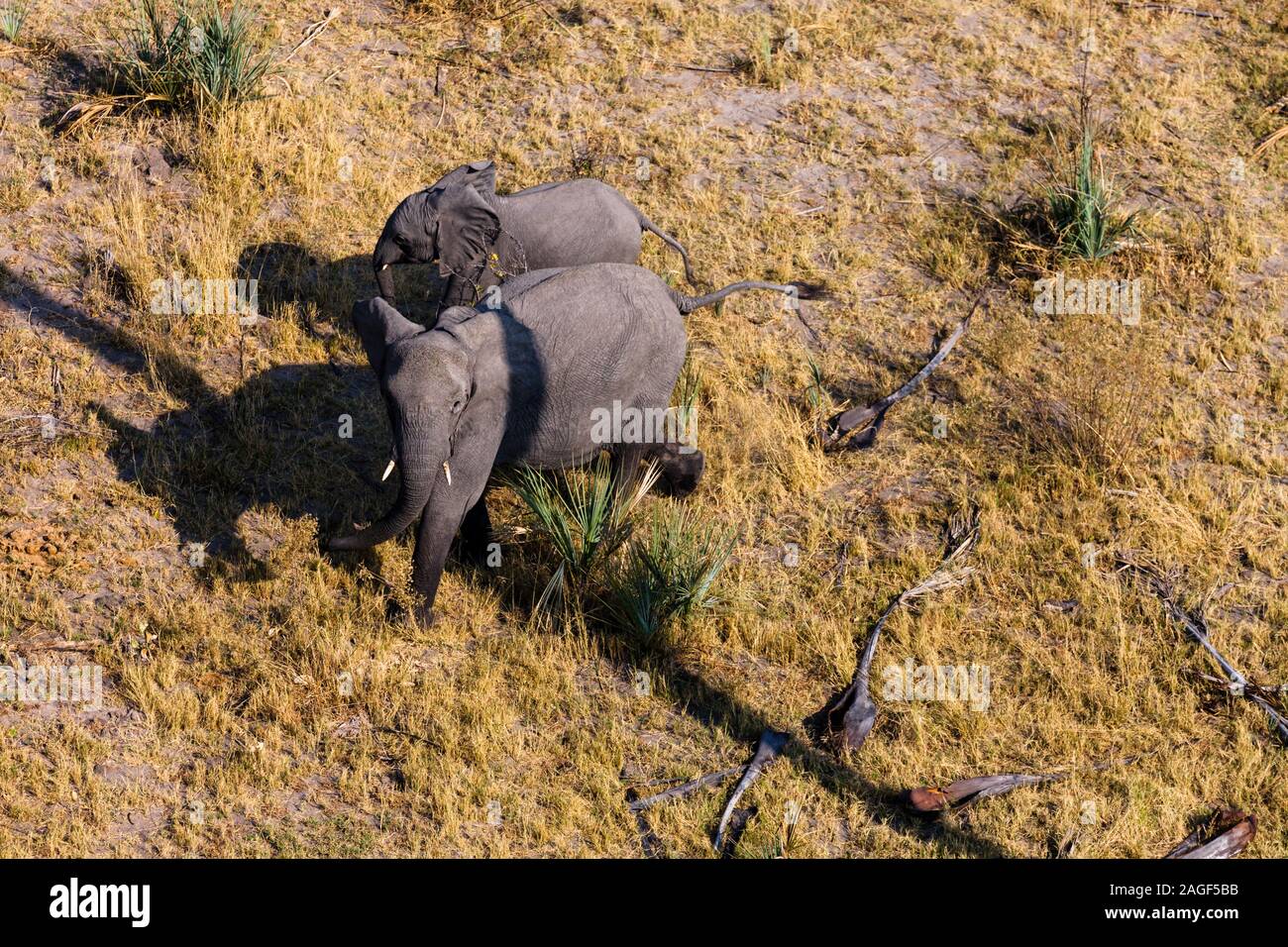 Éléphant avec veau dans la savane, vue aérienne, delta d'Okavango, en vol hélicoptère, Botswana, Afrique australe, Afrique Banque D'Images