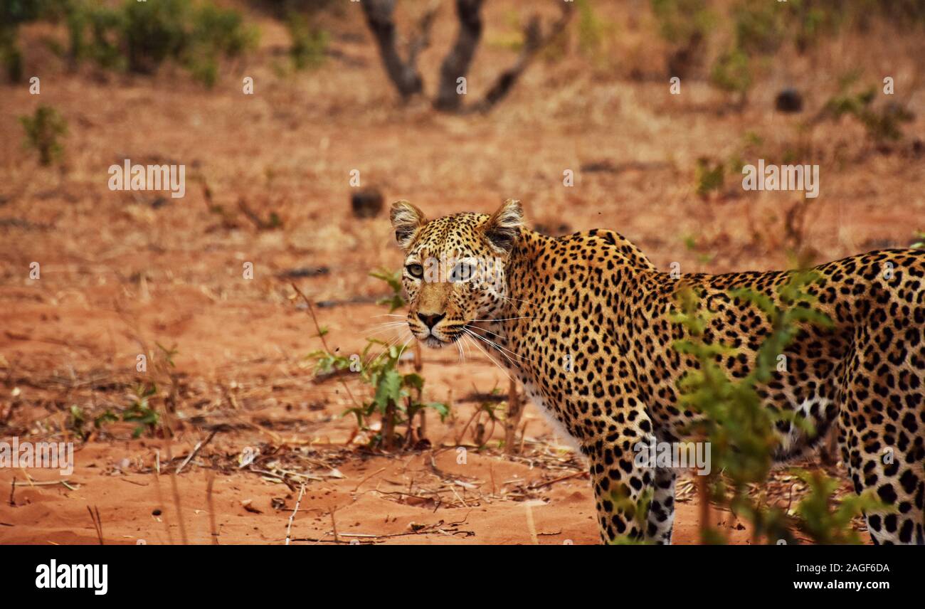 Leopard sur le vagabondage dans le Parc National de Chobe, au Botswana Banque D'Images