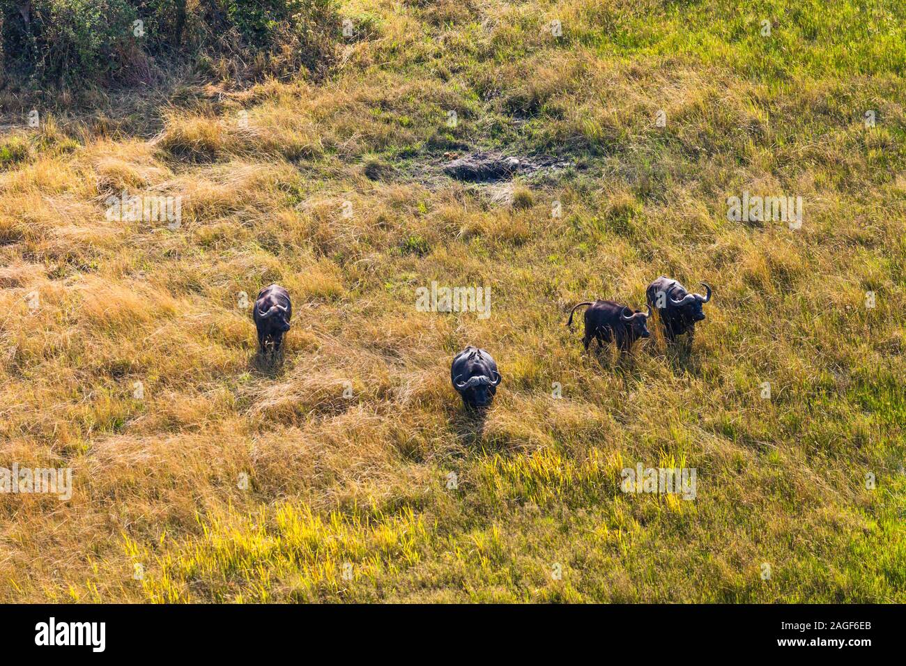 Buffles en cours de course sur savane, prairies, vue aérienne du delta de l'Okavango, par hélicoptère, Botswana, Afrique australe, Afrique Banque D'Images