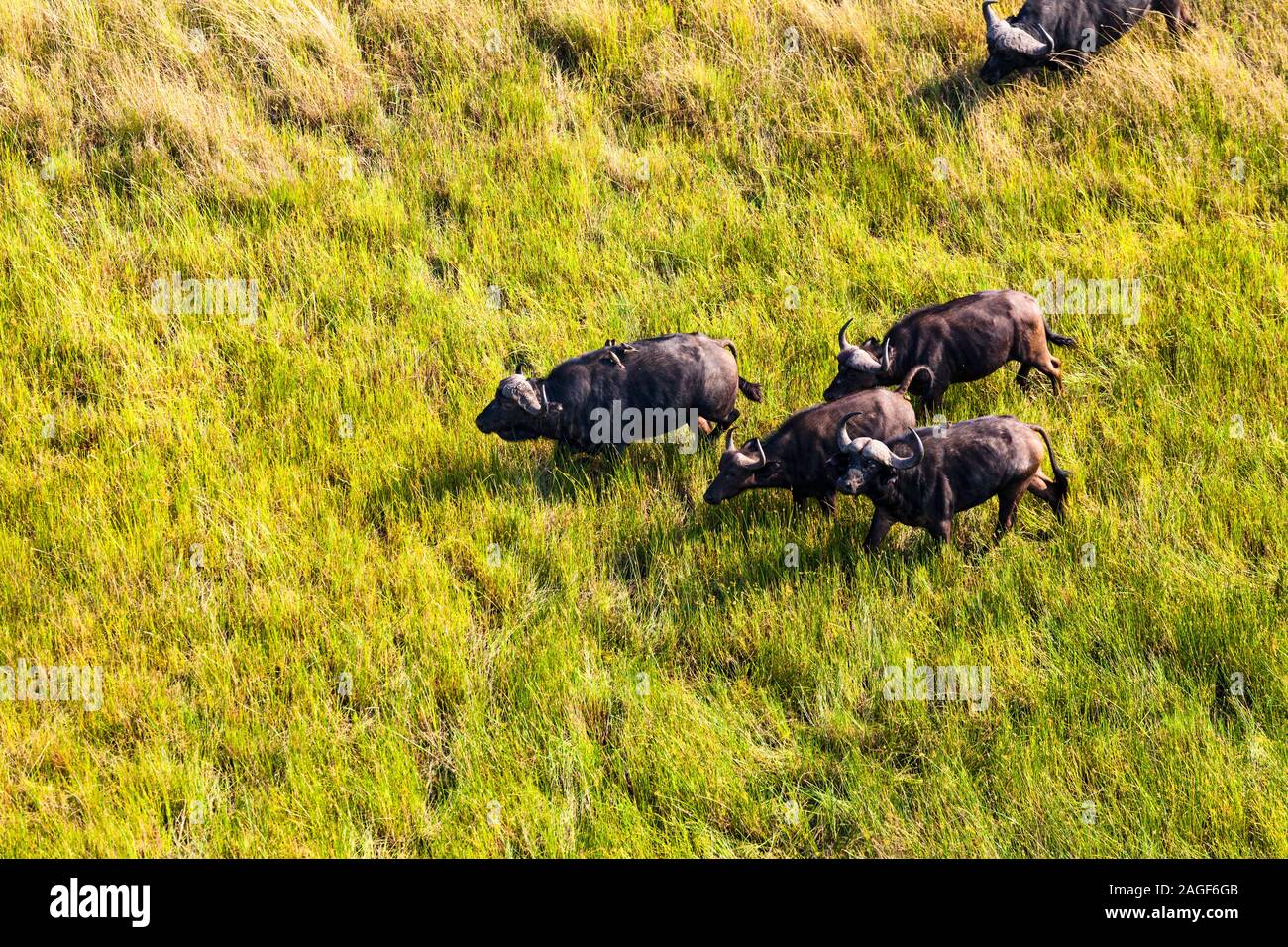Buffles en cours de course sur savane, prairies, vue aérienne du delta de l'Okavango, par hélicoptère, Botswana, Afrique australe, Afrique Banque D'Images