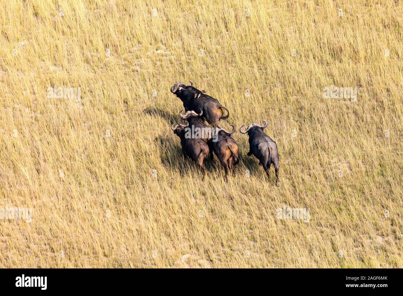 Buffles en cours de course sur savane, prairies, vue aérienne du delta de l'Okavango, par hélicoptère, Botswana, Afrique australe, Afrique Banque D'Images