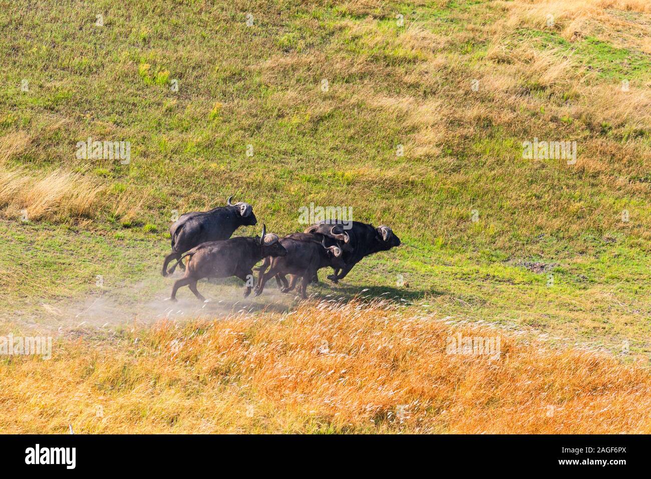 Buffles en cours de course sur savane, prairies, vue aérienne du delta de l'Okavango, par hélicoptère, Botswana, Afrique australe, Afrique Banque D'Images