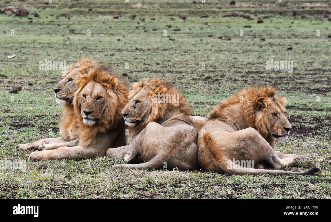 Quatre frères lion reposant sur le cratère du Ngorongoro plains Banque D'Images