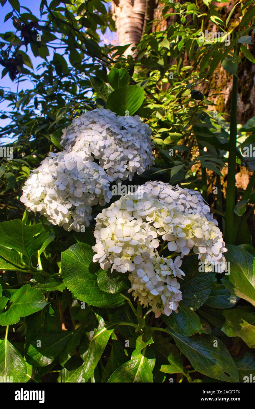 Grappe de fleurs d'hortensias dans la forêt Banque D'Images