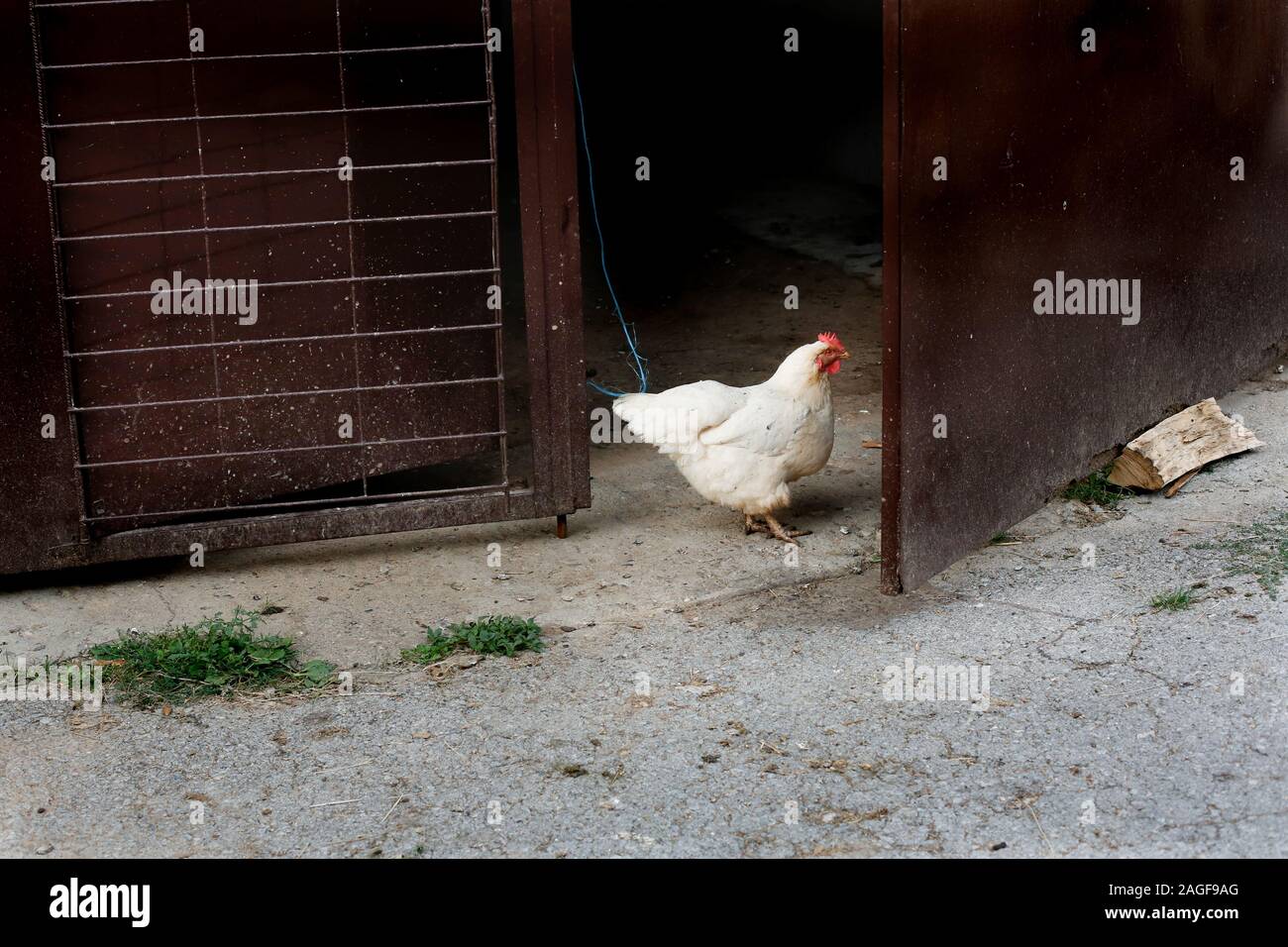 Un poulet par une porte de grange Banque D'Images