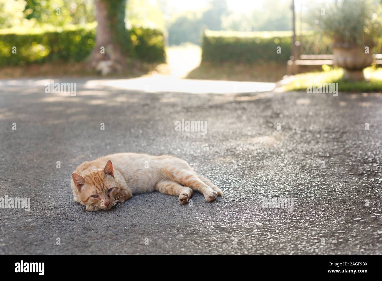 Sleepy chat couché sur la ferme Banque D'Images