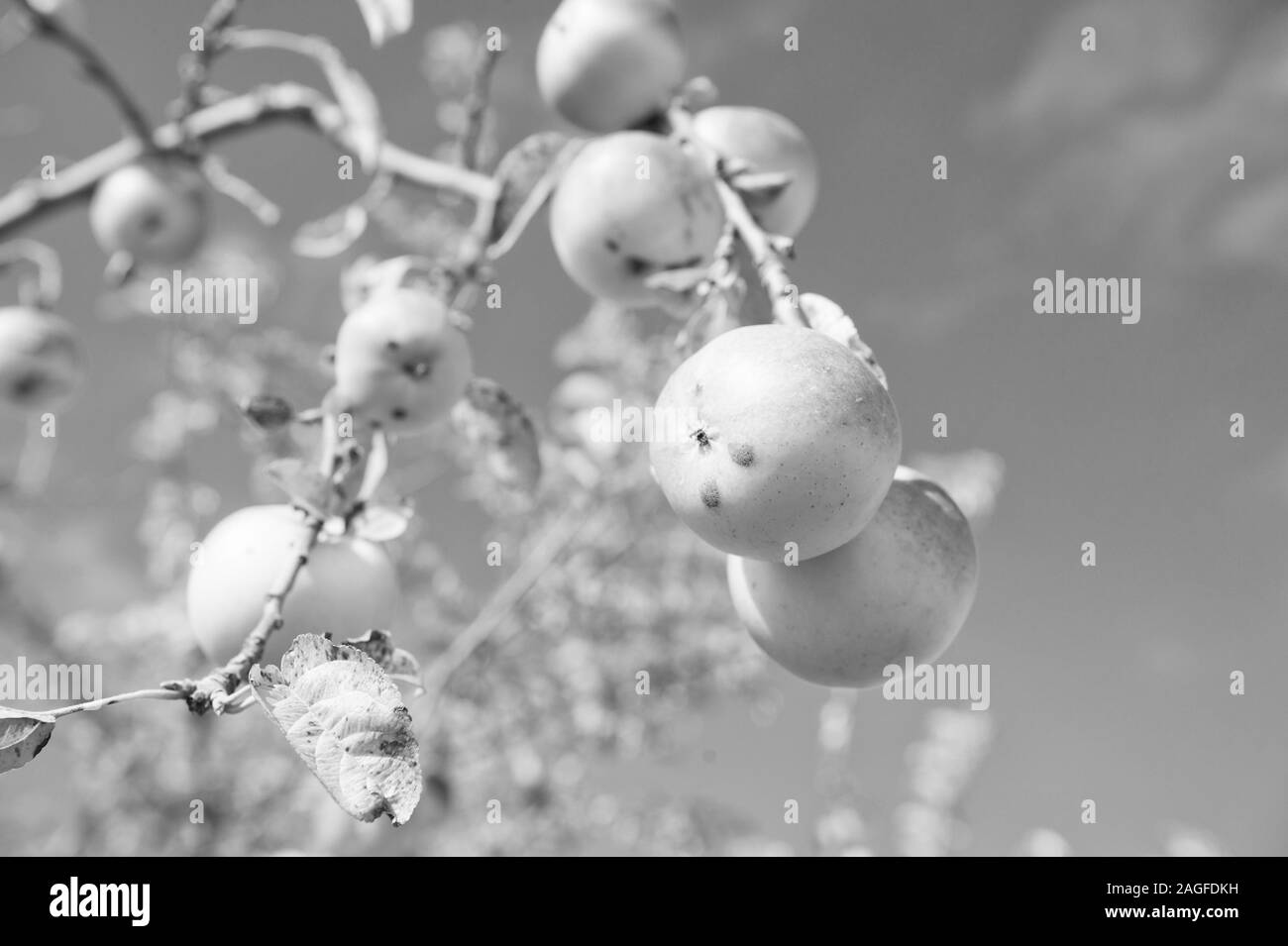 La saison de récolte. Récolte de pommes sur fond de ciel bleu. Des pommes mûres sur branche d'arbre en automne. Jardin de fruits ou du verger. L'écologie des cultures. La récolte et la récolte. Banque D'Images