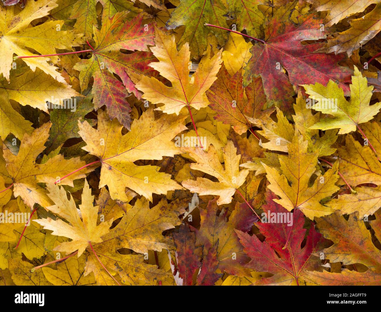 Autumn background, Close-up shot de feuilles tombées sur le sol Banque D'Images
