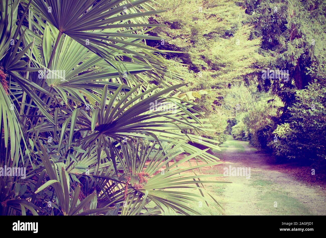 Sentier dans un jardin luxuriant avec variété de plantes Banque D'Images
