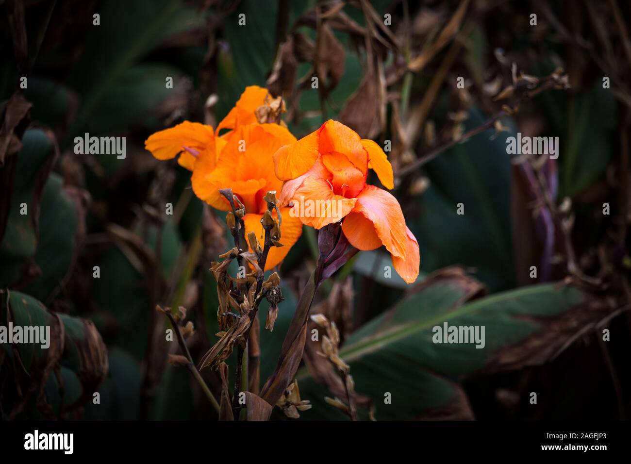 Portrait d'une culture des fleurs orange dans la végétation fynbos, Afrique du Sud Banque D'Images