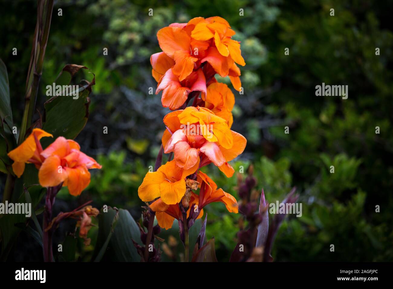 Portrait d'une culture des fleurs orange dans la végétation fynbos, Afrique du Sud Banque D'Images