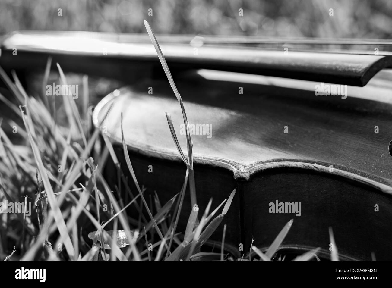 Gros plan en échelle de gris d'un violon posé sur une herbe sèche avec un arrière-plan flou Banque D'Images