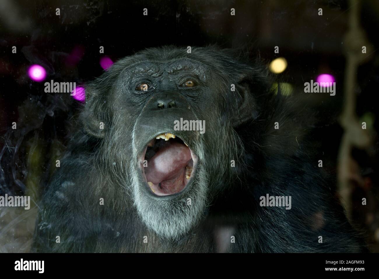 Gros plan d'un chimpanzé avec sa bouche ouverte pendant regarder la caméra Banque D'Images