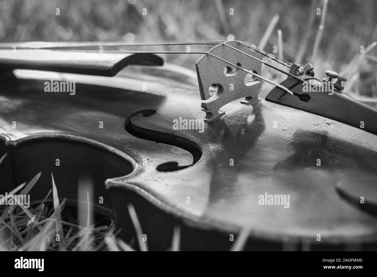 Gros plan en échelle de gris d'un violon posé sur une herbe sèche avec un arrière-plan flou Banque D'Images