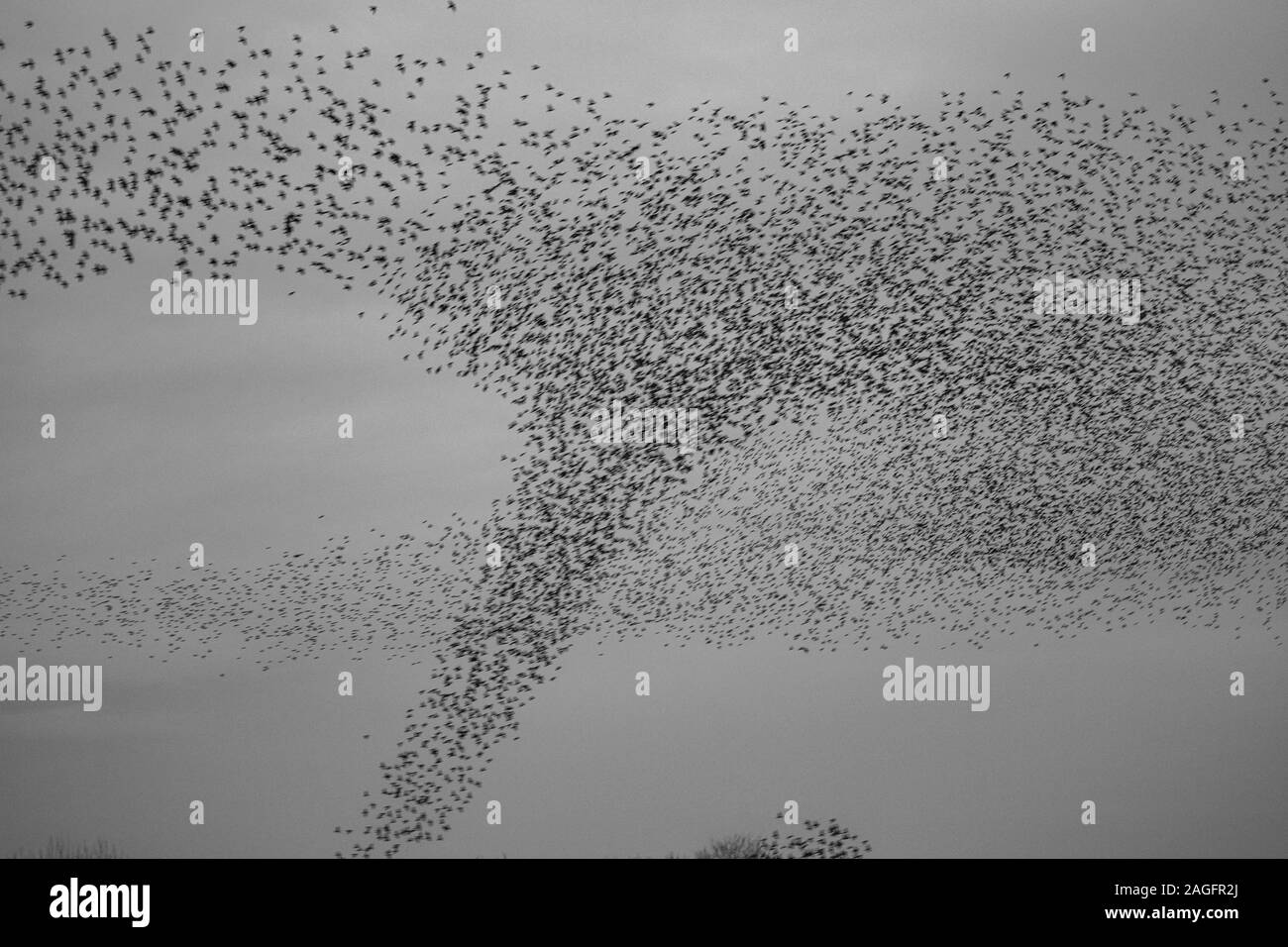 Étourneau sansonnet Sturnus vulgaris, murmuration, ressemblant à une tornade d'oiseaux à Ripon comme entrer dans un gîte communal pour aider à éviter la prédation Banque D'Images