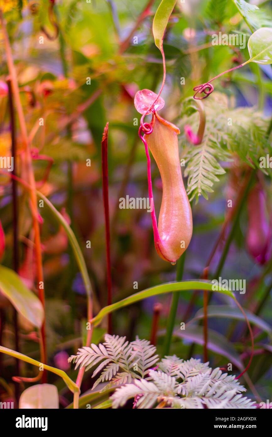 Nepenthes plante prédatrice, seul pitcher de fraîches et naturelles tropicales carnivores plantes rampantes. Fraîches et naturelles pot rouge Nepenthes sur fond de Maro Banque D'Images