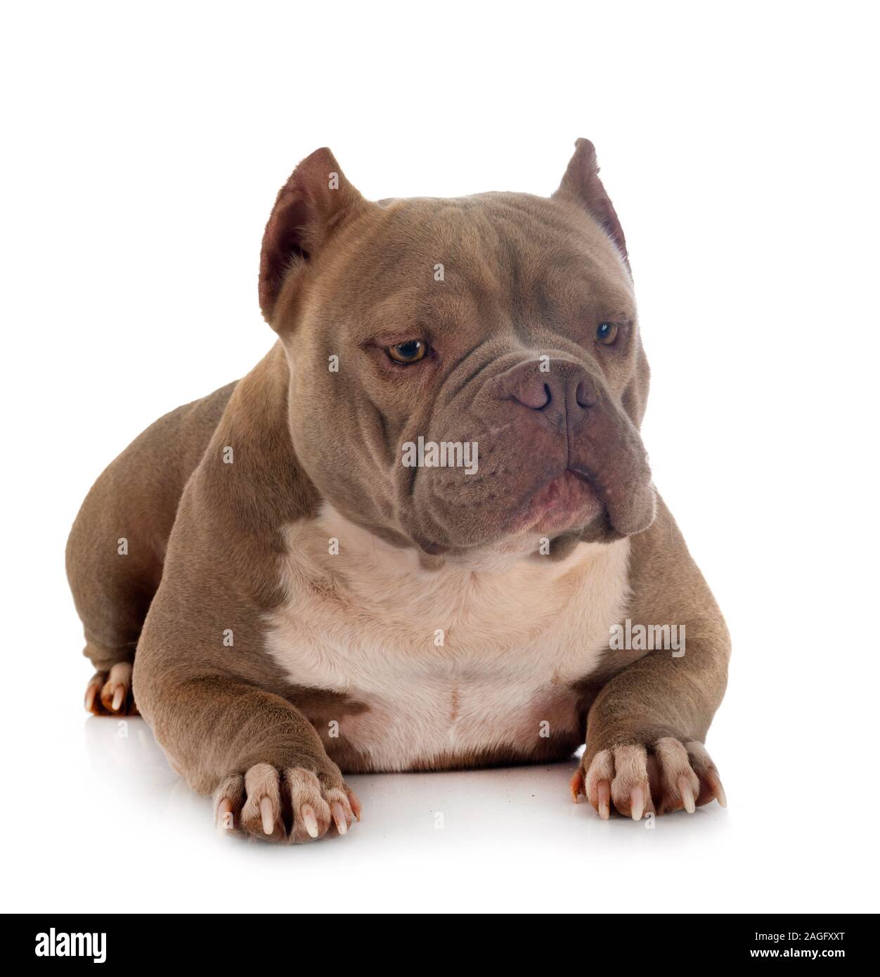 American bully in front of white background Banque D'Images