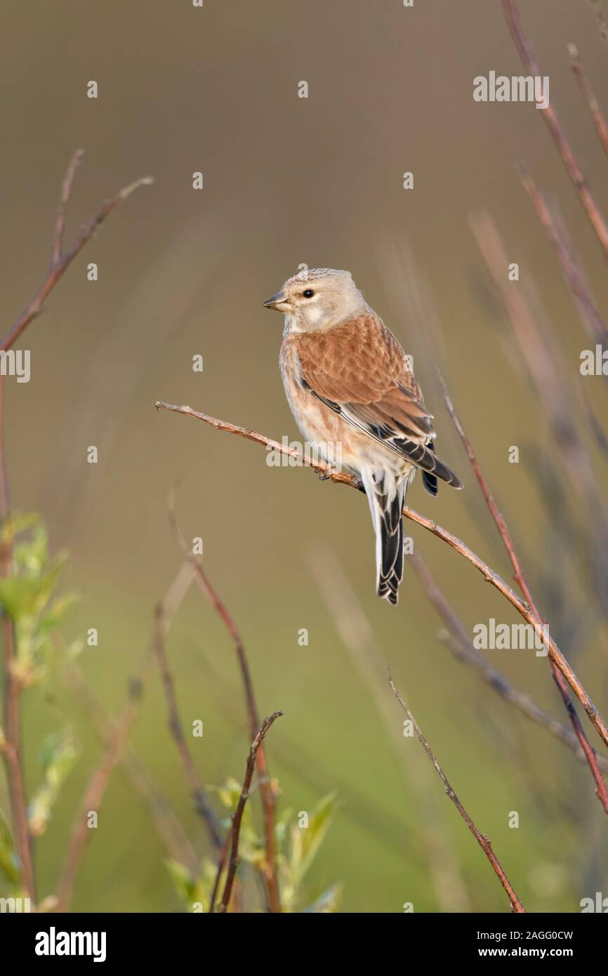 / Linnet Bluthänfling commun ( Carduelis cannabina ), homme oiseau en robe de reproduction, perché en bois, belle vue, dos, le ressort, la faune, l'Europe. Banque D'Images