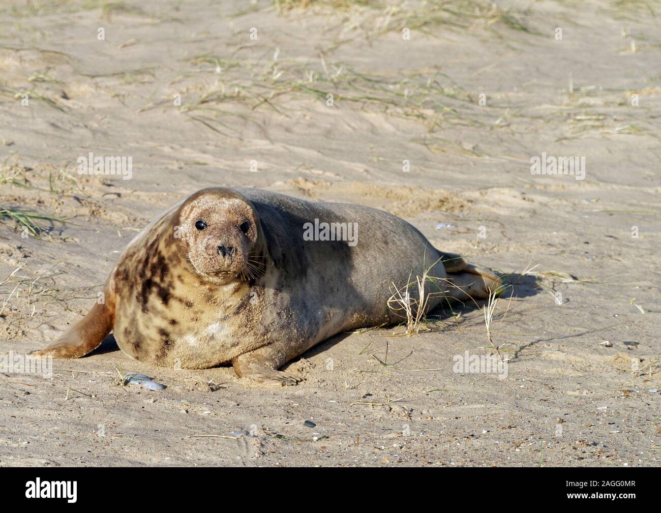 Femelle Phoque gris de l'Atlantique (Halichoerus grypus) antlanticus sur plage de Winterton, Norfolk, une importante colonie de reproduction de ces animaux. Banque D'Images