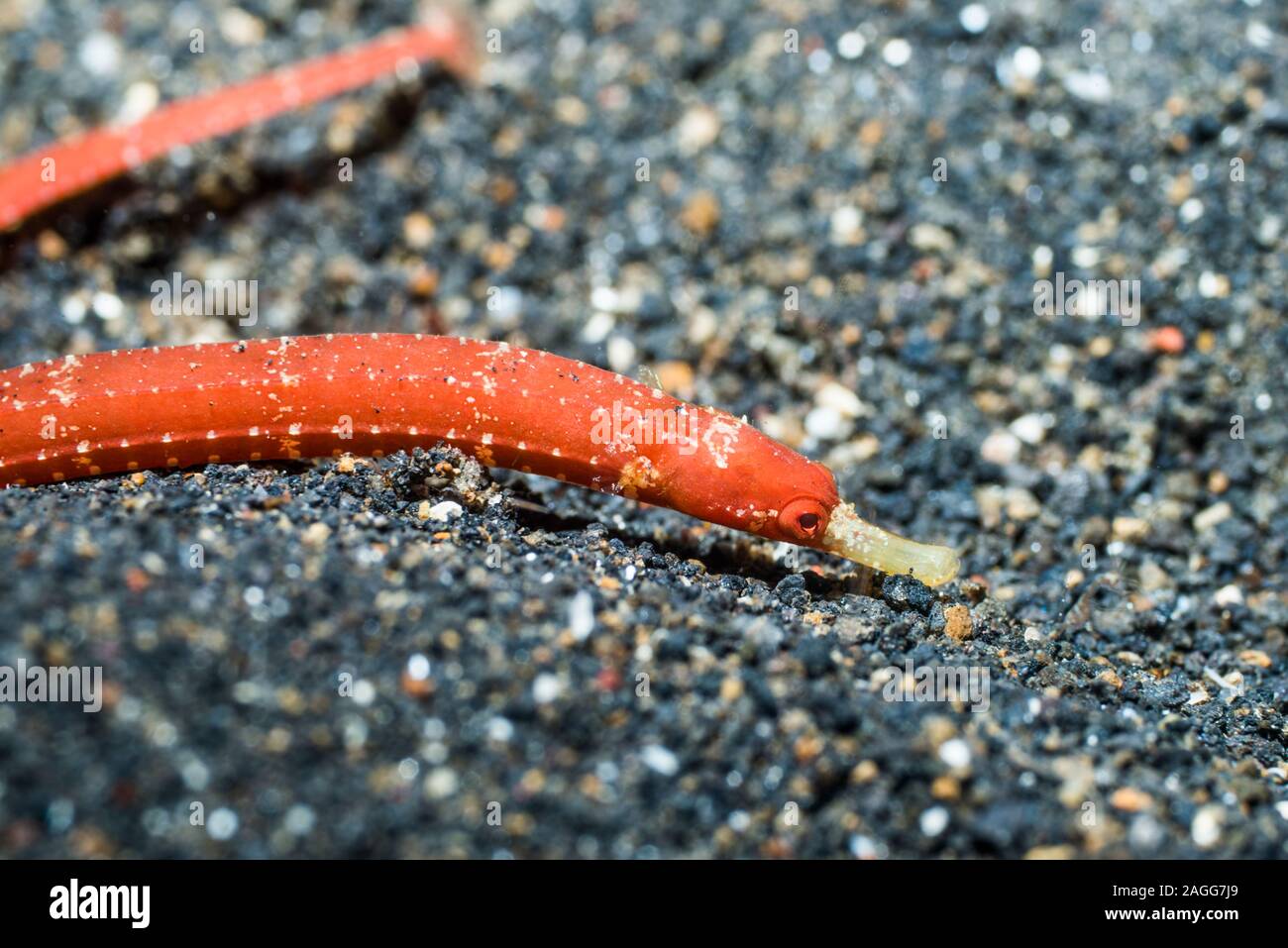 Les syngnathes. Pour être identifiés. Détroit de Lembeh, au nord de Sulawesi, Indonésie. Banque D'Images