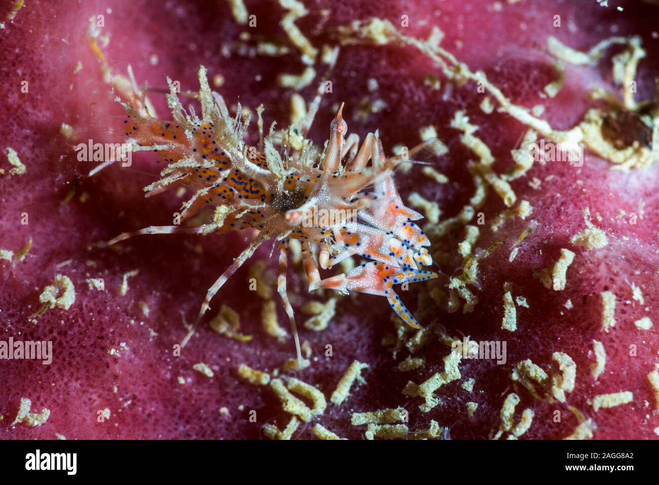 L'Phyllognathia ceratophthalmus Crevettes tigrées [] sur une éponge. La Papouasie occidentale, en Indonésie. Indo-ouest pacifique. Banque D'Images