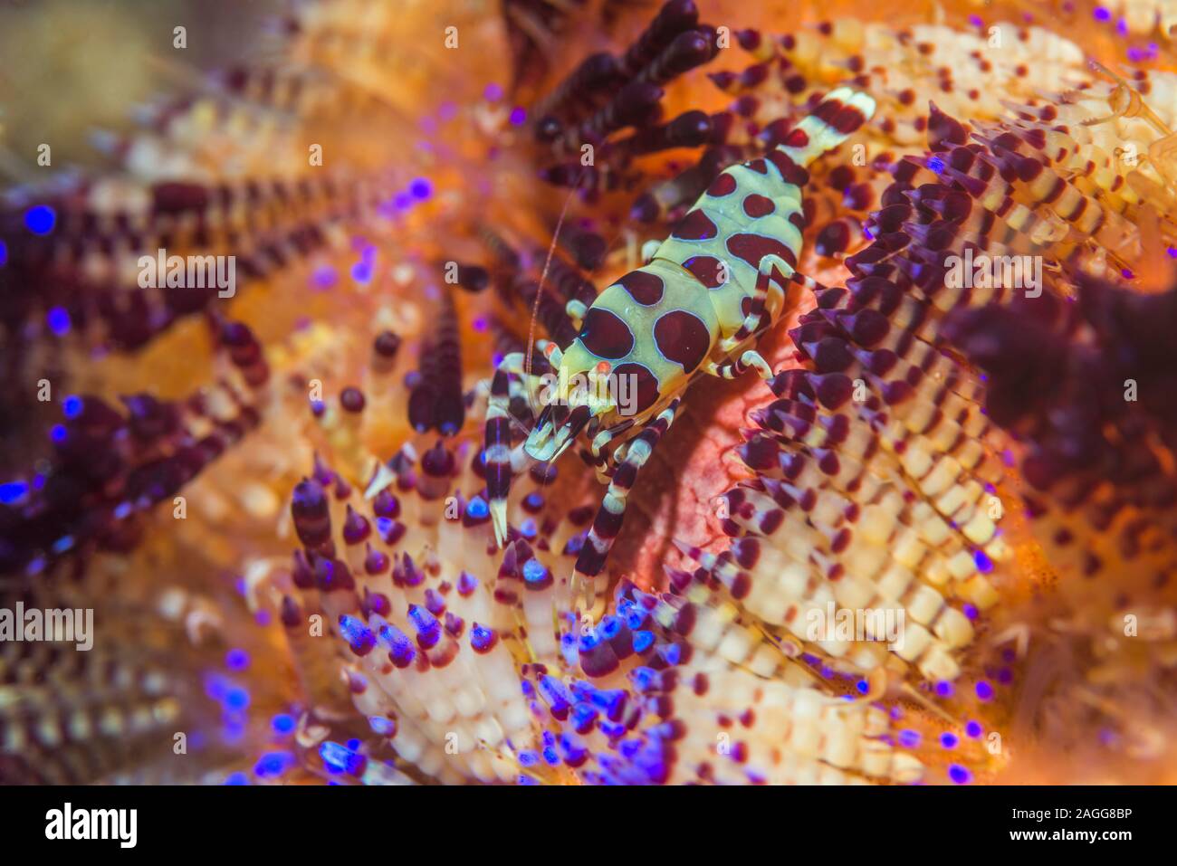 Crevettes Coleman [Periclemenes colemani] sur l'oursin de mer toxiques [Asthenosoma ijimai]. Détroit de Lembeh, au nord de Sulawesi, Indonésie. Banque D'Images