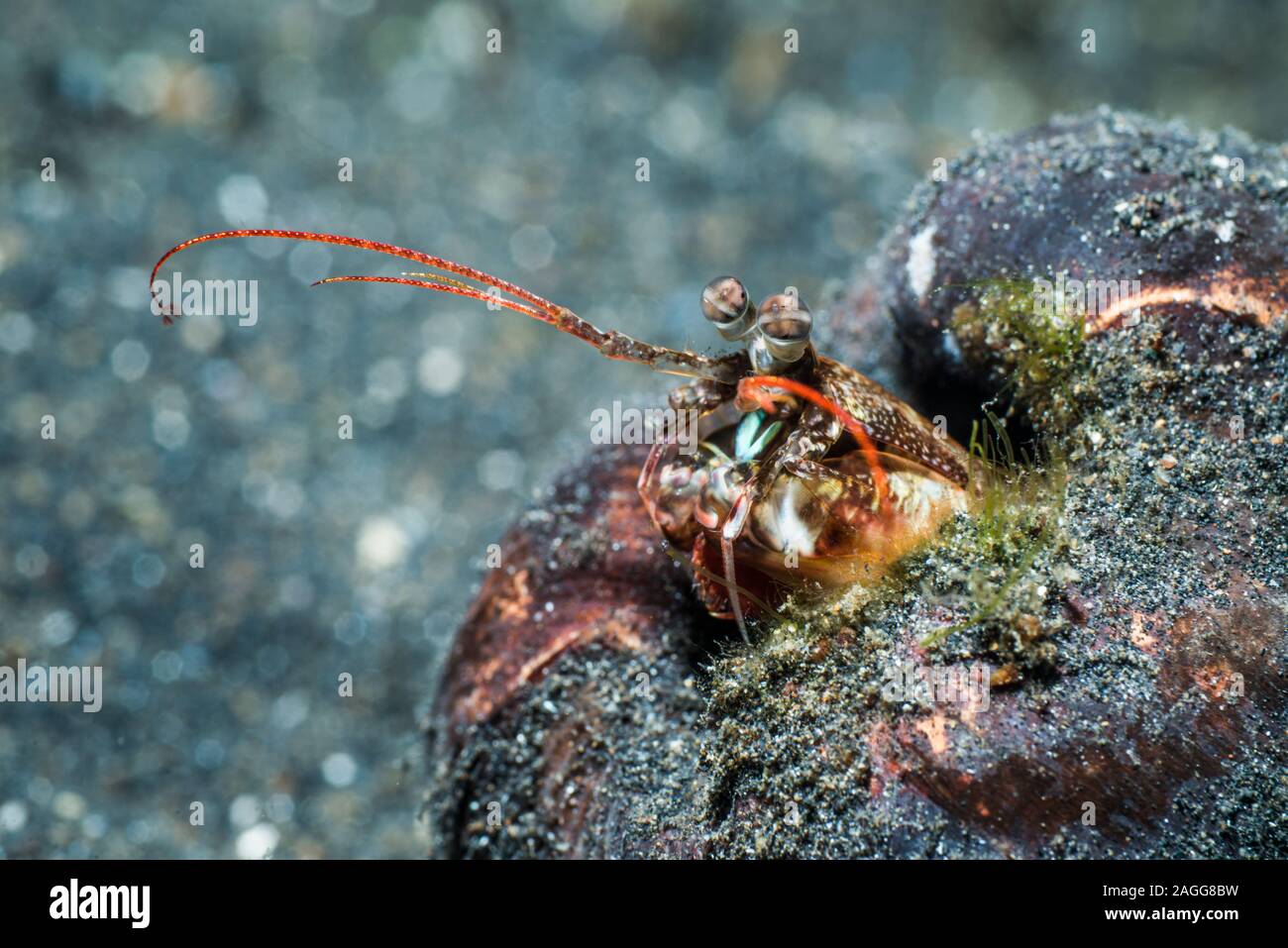 Le hibou rose Crevette Mantis [Odontodactylus latirostris] dans son terrier. Détroit de Lembeh, au nord de Sulawesi, Indonésie. Banque D'Images