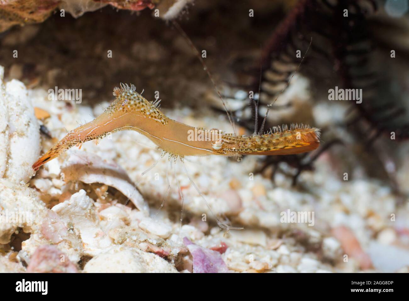 Donald Duck ou crevettes Crevettes Rock Long Nez [Leander plumosus]. La Papouasie occidentale, en Indonésie. Indo-ouest pacifique. Banque D'Images