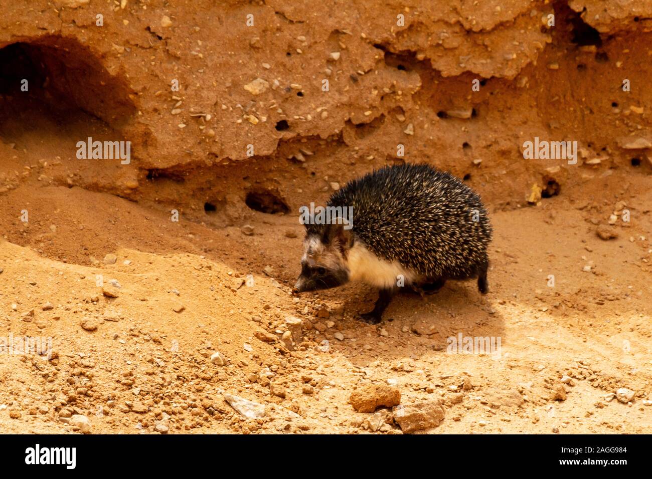 Hérisson du désert (Paraechinus Hérisson éthiopien ou aethiopicus) près ...