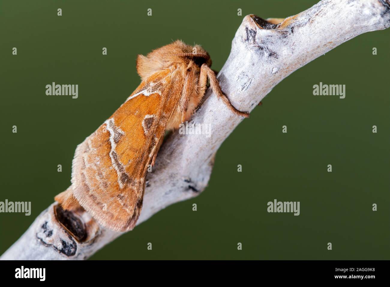 Papillon Orange (Triodia sylvina). León, Espagne Banque D'Images