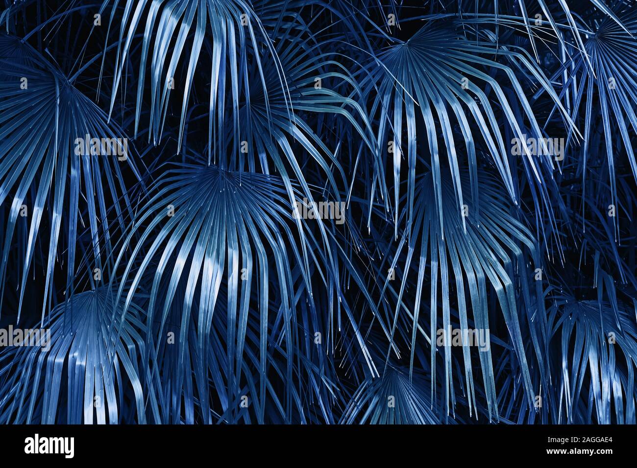 Grandes feuilles de la plante tropique, bleu photo aux tons de couleur. Banque D'Images