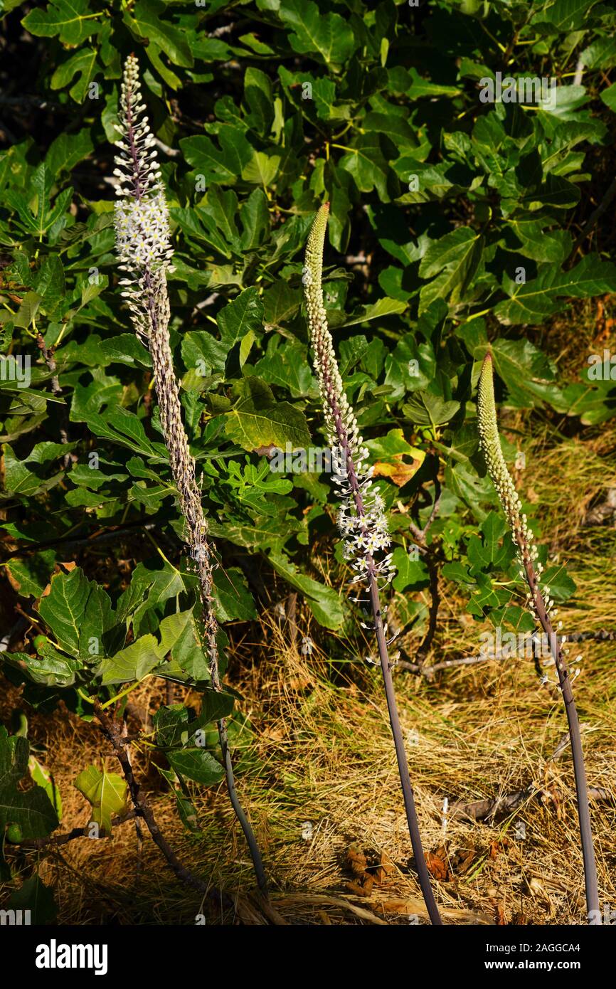 (Drimia maritima mer Squill) à Fanari Beach, Argostoli, Céphalonie, îles Ioniennes, Grèce Banque D'Images