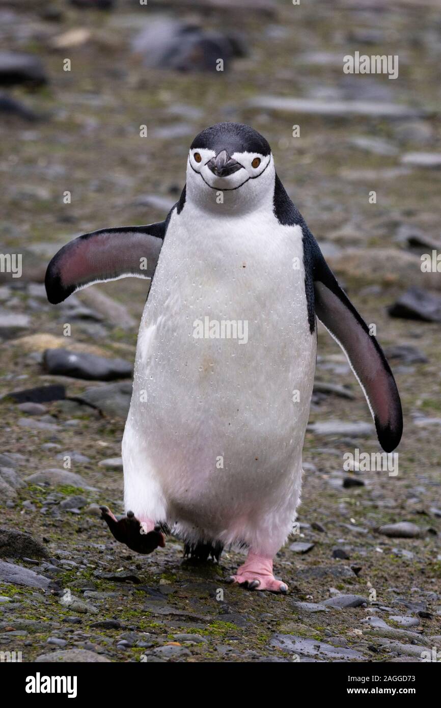 Manchot à Jugulaire (Pygoscelis antarcticus), Half Moon Island, Antarctica Banque D'Images