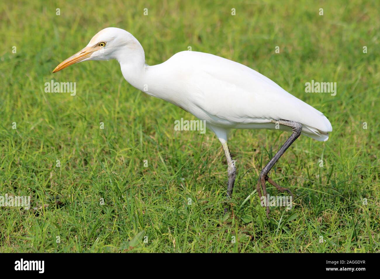 Héron garde-boeufs Bubulcus ibis traque ses proies - Gujarat, Inde Banque D'Images