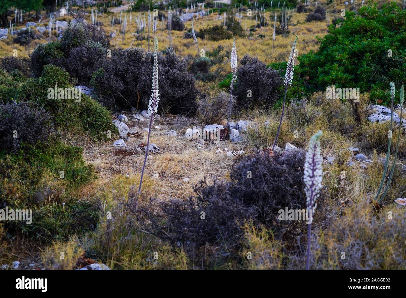 (Drimia maritima mer Squill) à Fanari Beach, Argostoli, Céphalonie, îles Ioniennes, Grèce Banque D'Images