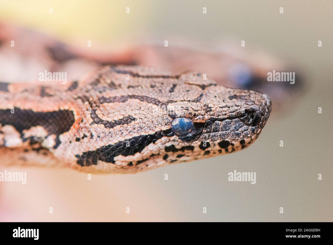 Un snakelet d'Dumeril Acrantophis dumerili boa () est vu dans le Zoo de Plzen, République tchèque, le 19 décembre 2019. (Photo/CTK Miroslav Chaloupka) Banque D'Images