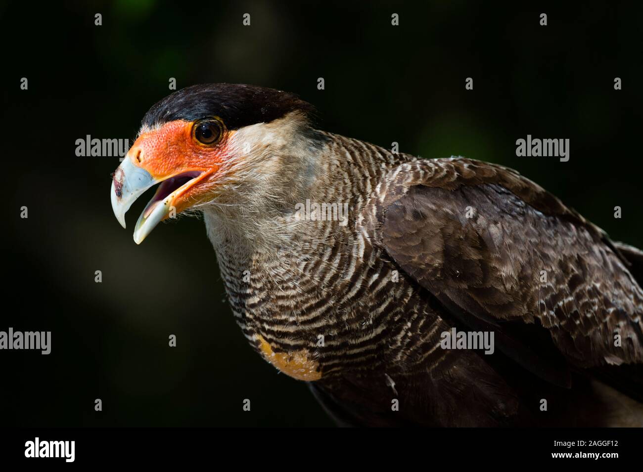 Portrait de Caracara huppé (Polyborus plancus), Pantanal, Mato Grosso, Brésil Banque D'Images