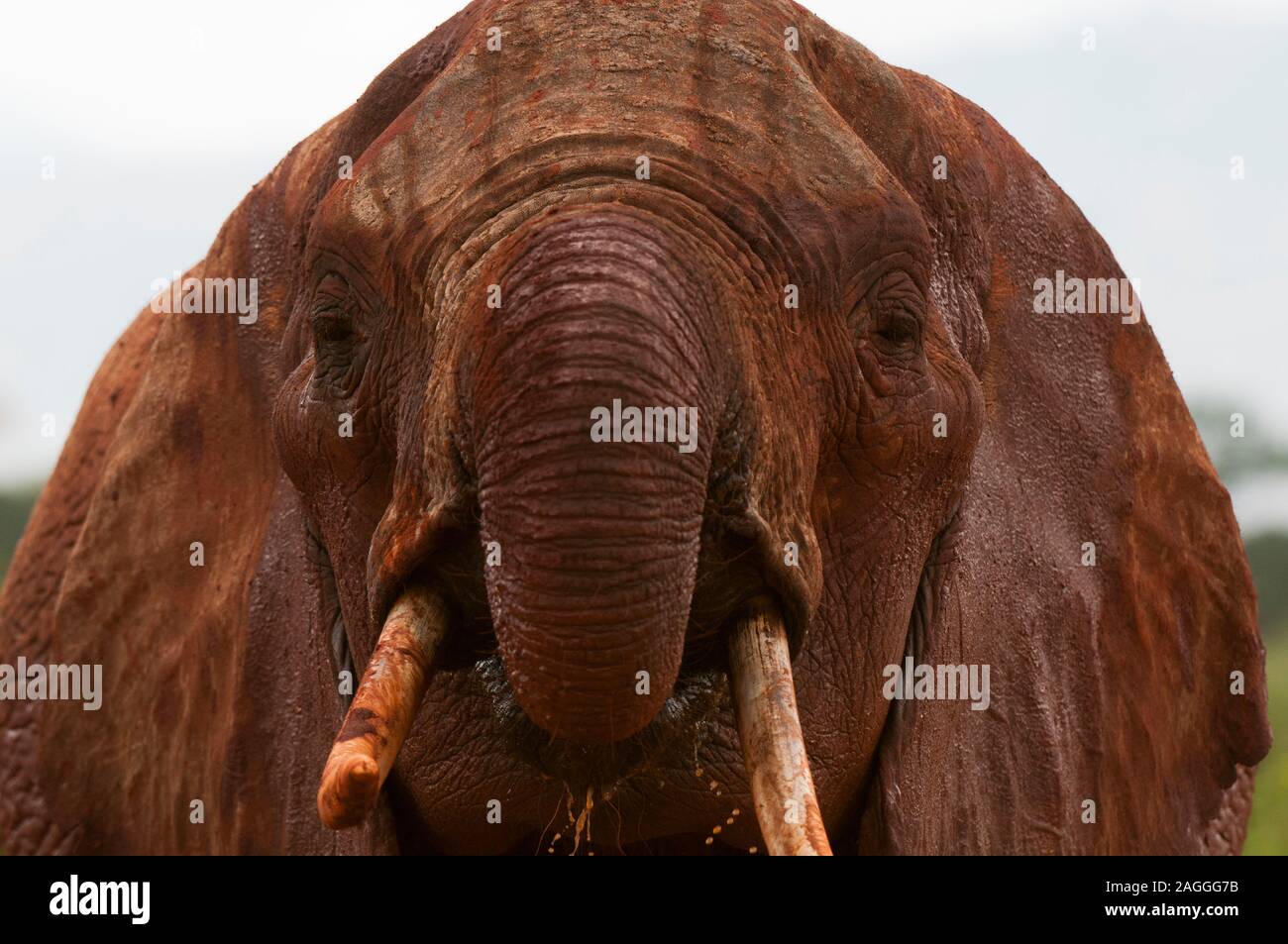 L'éléphant africain (Loxodonta africana), l'Est de Tsavo National Park, Kenya Banque D'Images