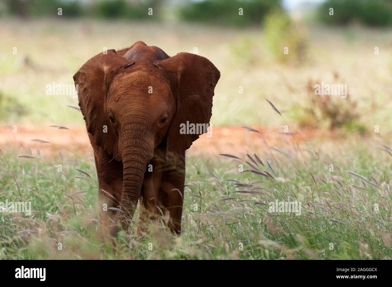 Veau de l'éléphant (Loxodonta africana), l'Est de Tsavo National Park, Kenya Banque D'Images