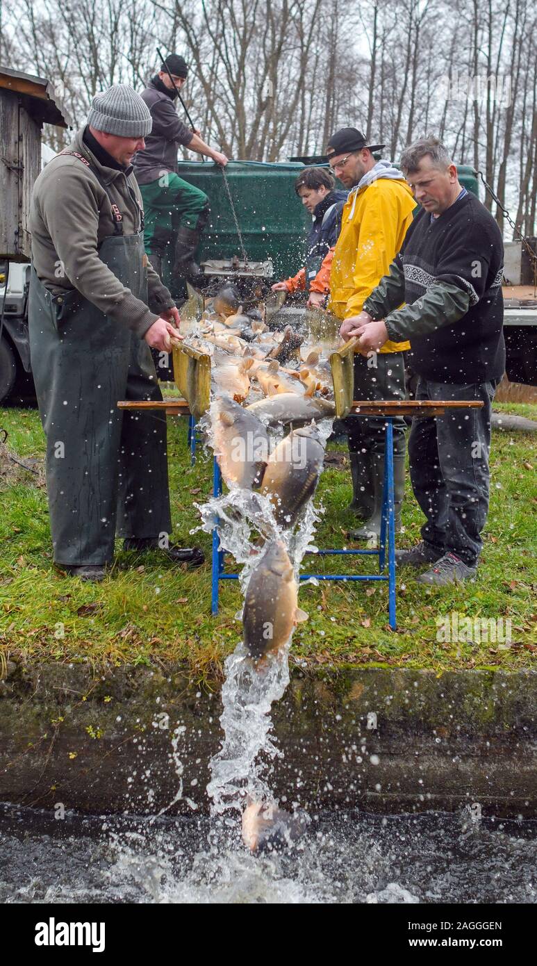 18 décembre 2019, le Brandebourg, Groß Schauen : Carpes glissent sur une diapositive d'un transporteur dans un réservoir de la pêche. Köllnitz La carpe n'a pas facilement se tenir comme poisson. Il peut marquer des points avec son régionalisme et la durabilité. Photo : Patrick Pleul/dpa-Zentralbild/ZB Banque D'Images