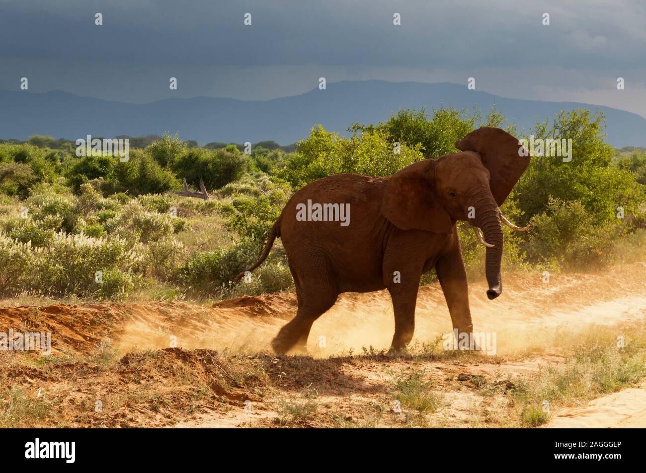 Veau de l'éléphant (Loxodonta africana), l'Est de Tsavo National Park, Kenya Banque D'Images