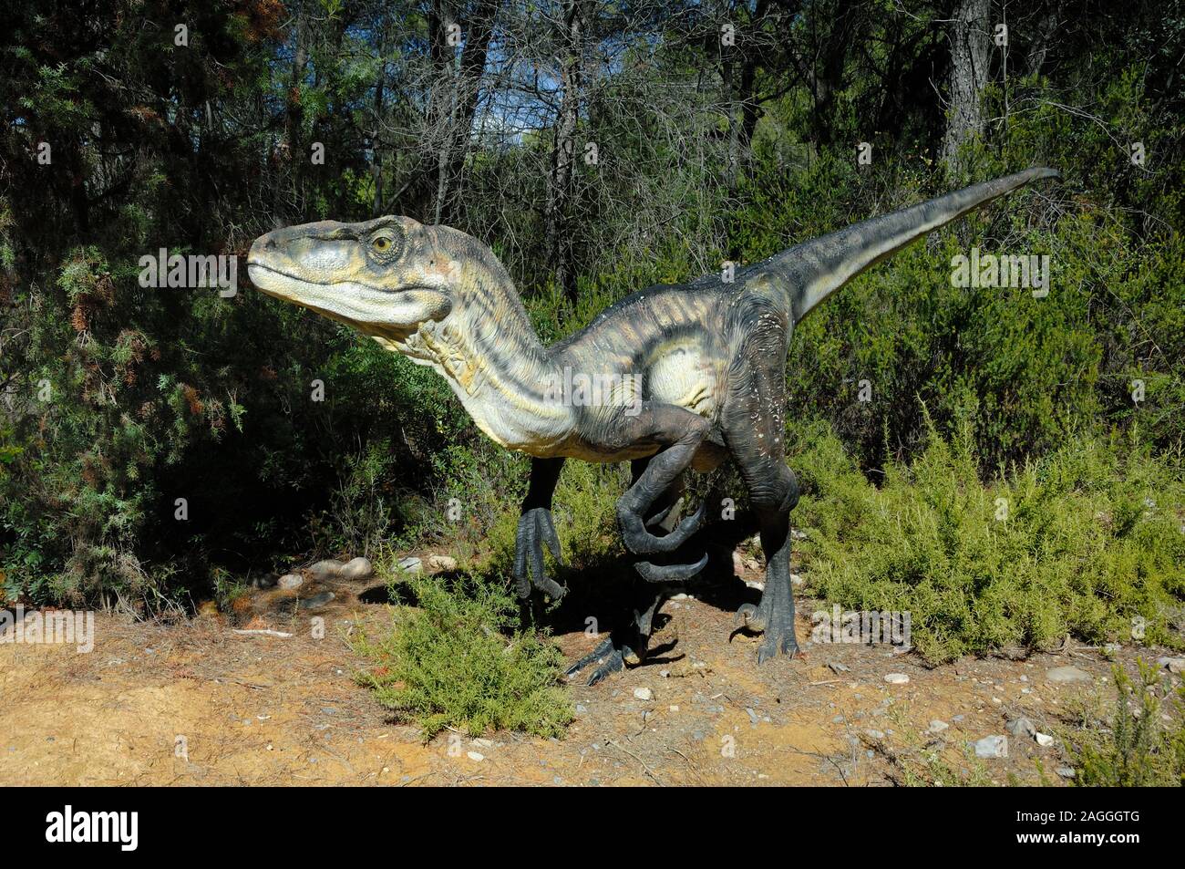 Dromaeosaurus, 'Swift', lézard d'exécution, d'un dinosaure théropode de la famille des rapaces de dinosaures en forêt Banque D'Images