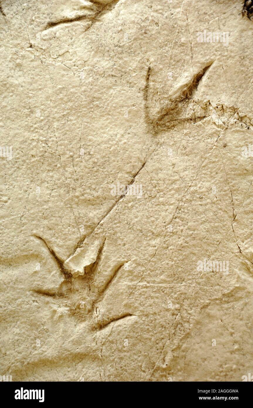 Des empreintes de dinosaures Ornithopsis, ou oiseau-comme des empreintes fossiles de dinosaures sauropodes, de Querbes Millau France Banque D'Images