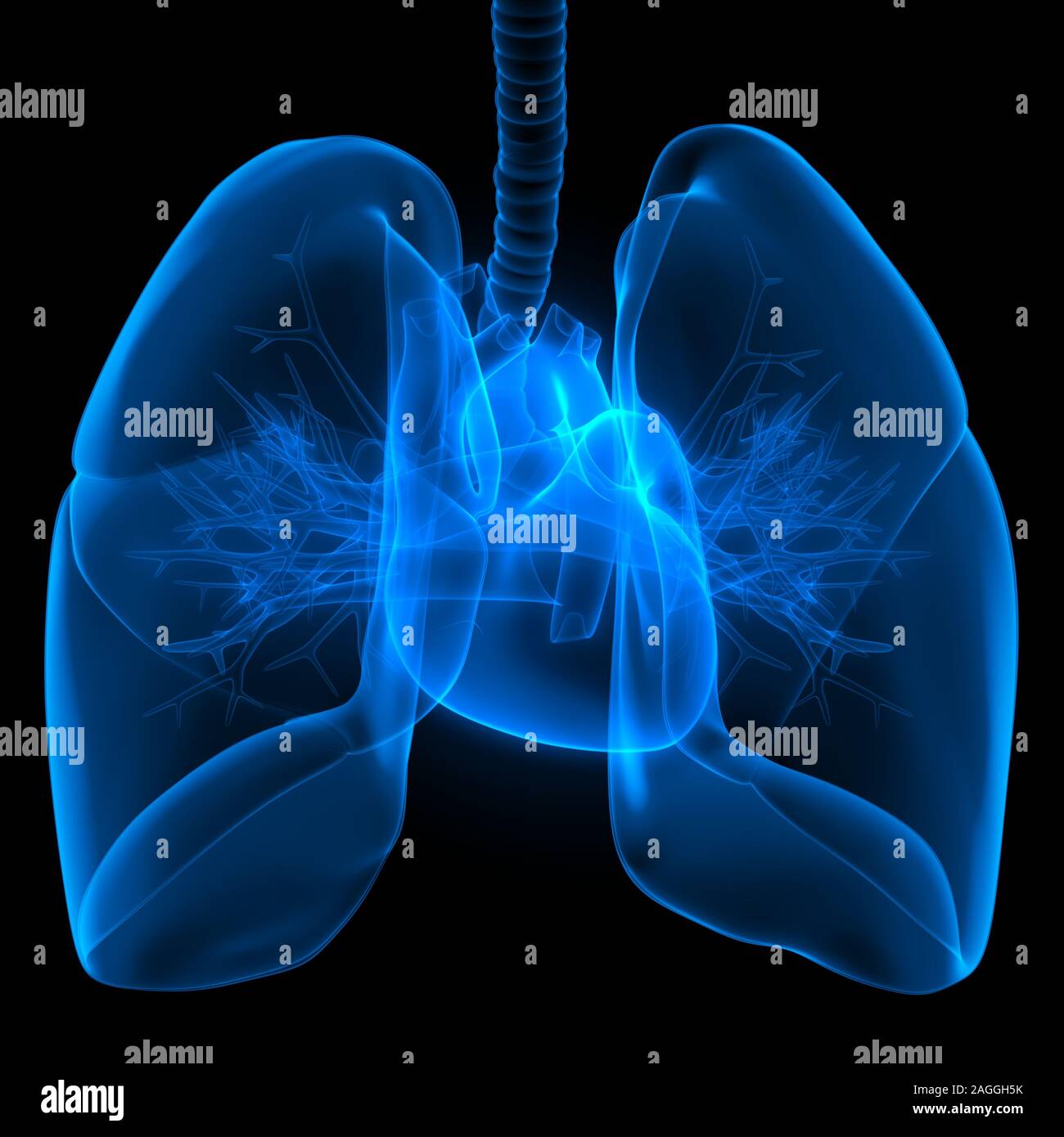 Poumons une partie du système respiratoire humain Anatomy X-ray 3D rendu Banque D'Images