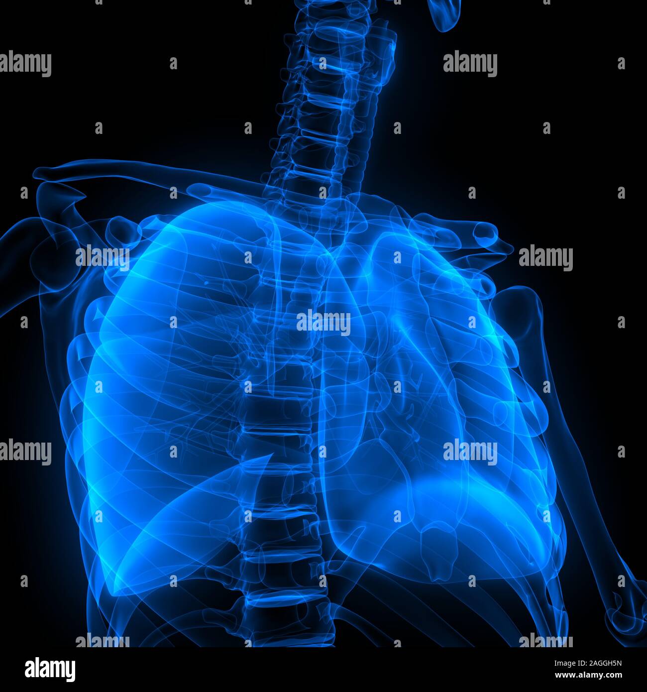 Poumons une partie du système respiratoire humain Anatomy X-ray 3D rendu Banque D'Images
