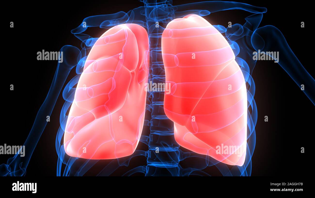 Poumons une partie du système respiratoire humain Anatomy X-ray 3D rendu Banque D'Images